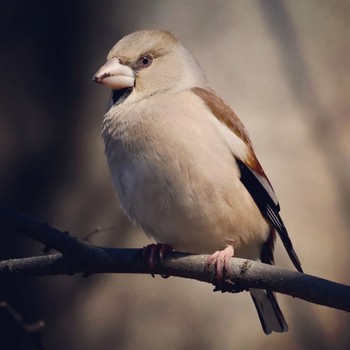 Hawfinch 祖父江ワイルドネイチャー緑地 Sun, 2/5/2023