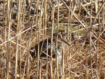 2023年2月11日(土) 水元公園の野鳥観察記録