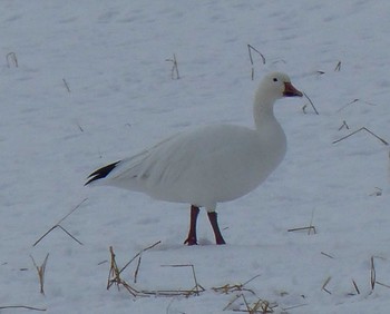 Fri, 2/3/2023 Birding report at 大潟水と森公園