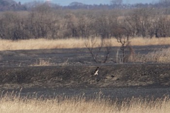 チュウヒ 渡良瀬遊水地 2023年1月31日(火)