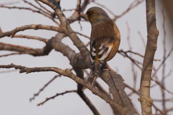 Oriental Greenfinch(kawarahiba) 狭山湖 Sat, 2/4/2023