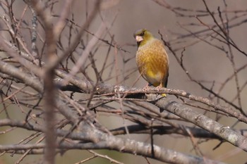 Oriental Greenfinch(kawarahiba) 狭山湖 Sat, 2/4/2023