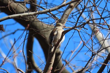 Hawfinch 東京都北区 Sun, 1/29/2023