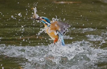 Common Kingfisher 千里南公園 Sat, 2/11/2023