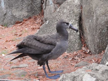 Black-footed Albatross 鎌ケ谷市 Fri, 2/3/2023