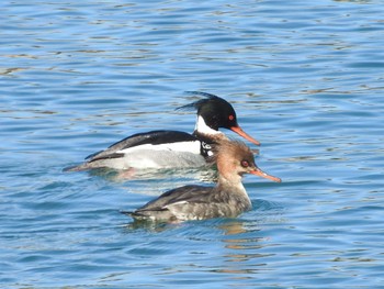 Red-breasted Merganser 市川市 Sat, 2/11/2023