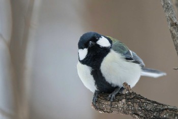 シジュウカラ 緑ヶ丘公園(帯広市) 2023年2月10日(金)