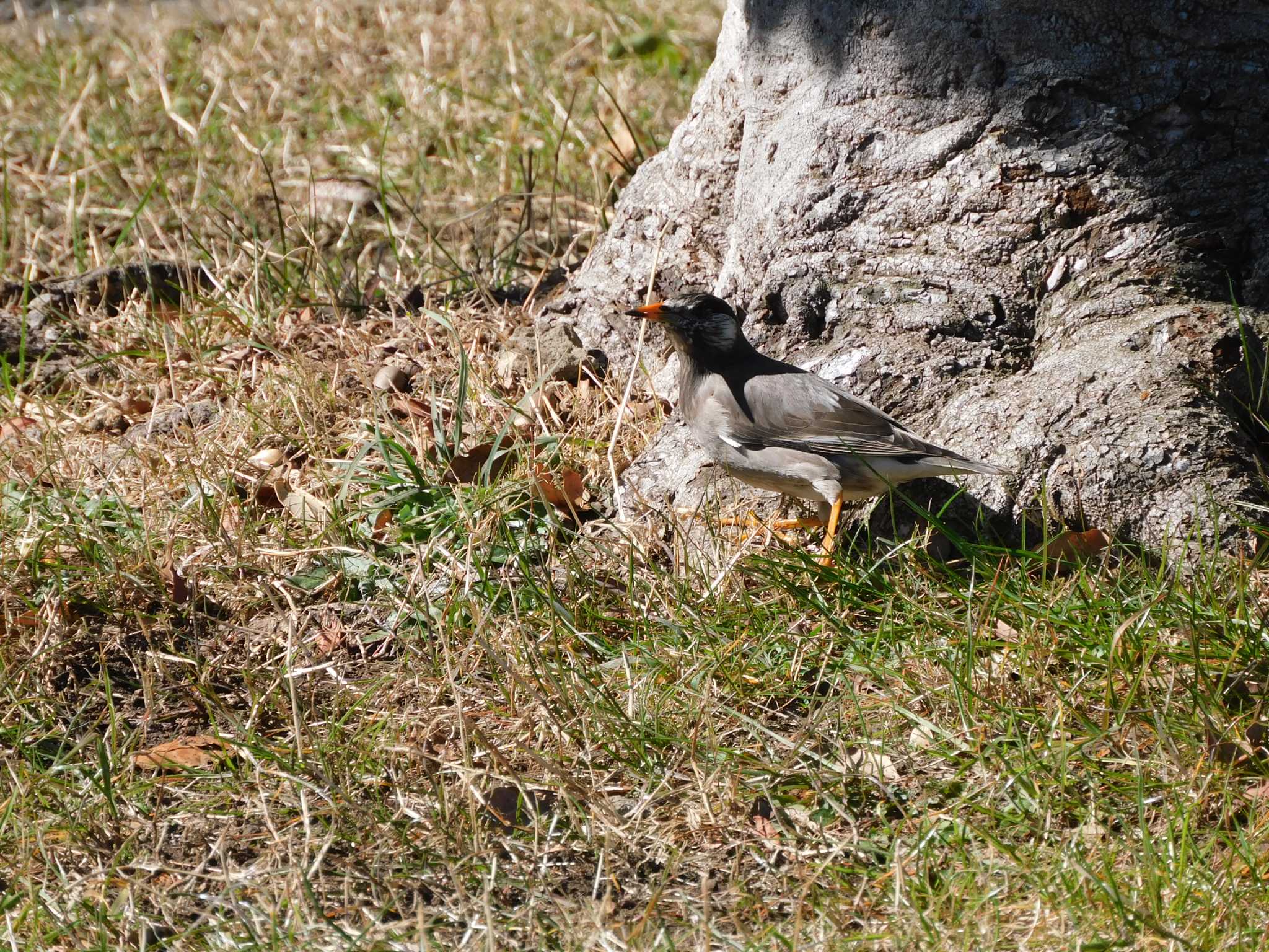 鵠沼 ムクドリの写真 by morinokotori