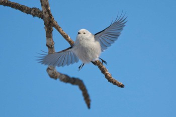 Long-tailed tit(japonicus) 北海道帯広市 Wed, 12/28/2022