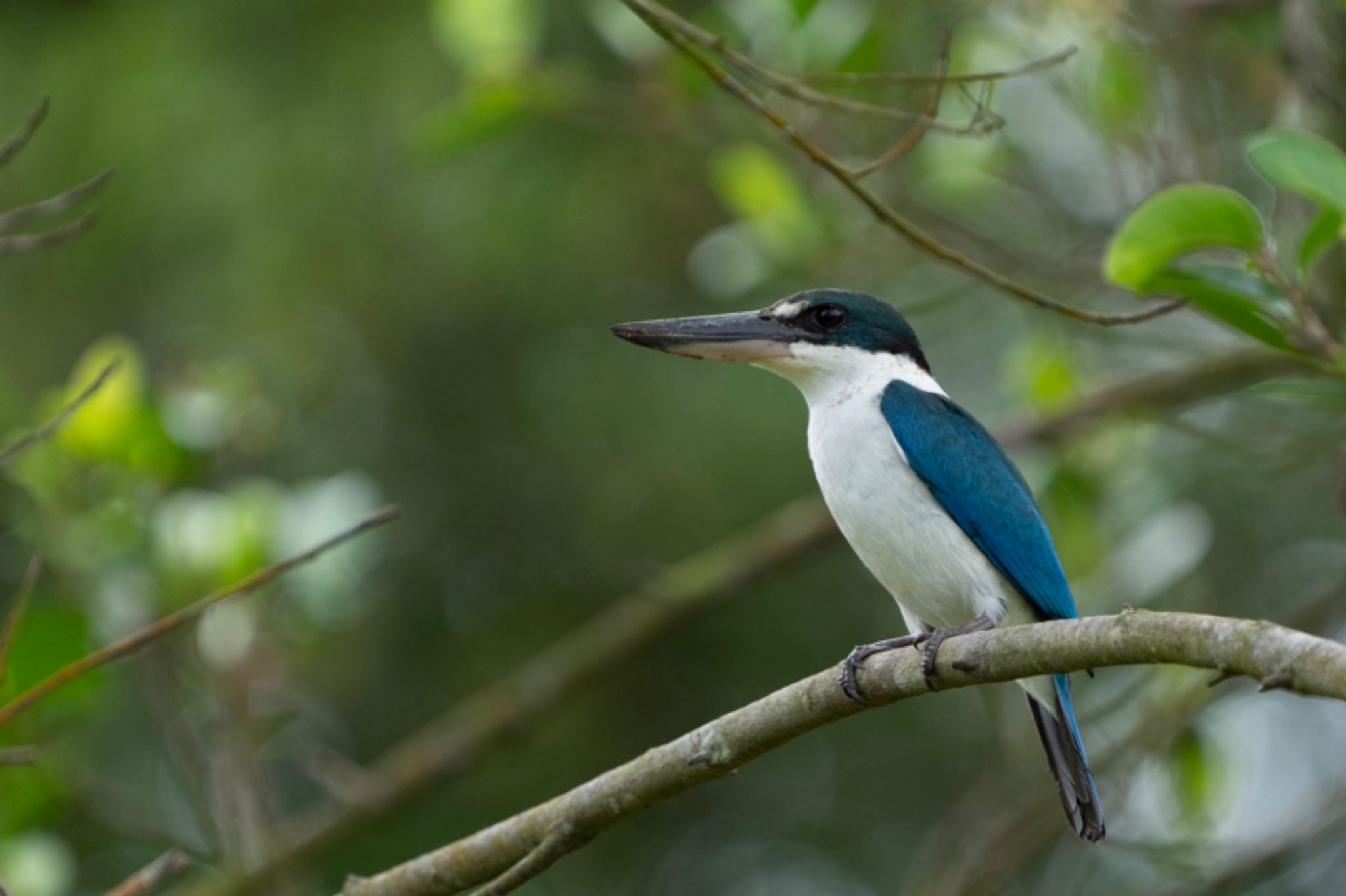 Photo of Collared Kingfisher at Jurong Lake Gardens by T K