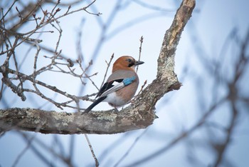 Eurasian Jay(brandtii) 清見ヶ丘公園 Sun, 1/15/2023