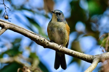 Red-flanked Bluetail 油山市民の森 Sat, 2/11/2023