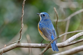 Red-flanked Bluetail 油山市民の森 Sat, 2/11/2023