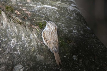 Eurasian Treecreeper 緑ヶ丘公園(帯広市) Fri, 1/6/2023