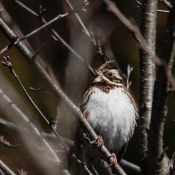 Rustic Bunting 宝登山 Sun, 2/5/2023