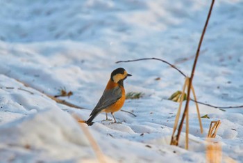 Varied Tit 緑ヶ丘公園(帯広市) Fri, 1/6/2023