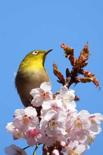 Warbling White-eye Shinjuku Gyoen National Garden Sat, 2/11/2023