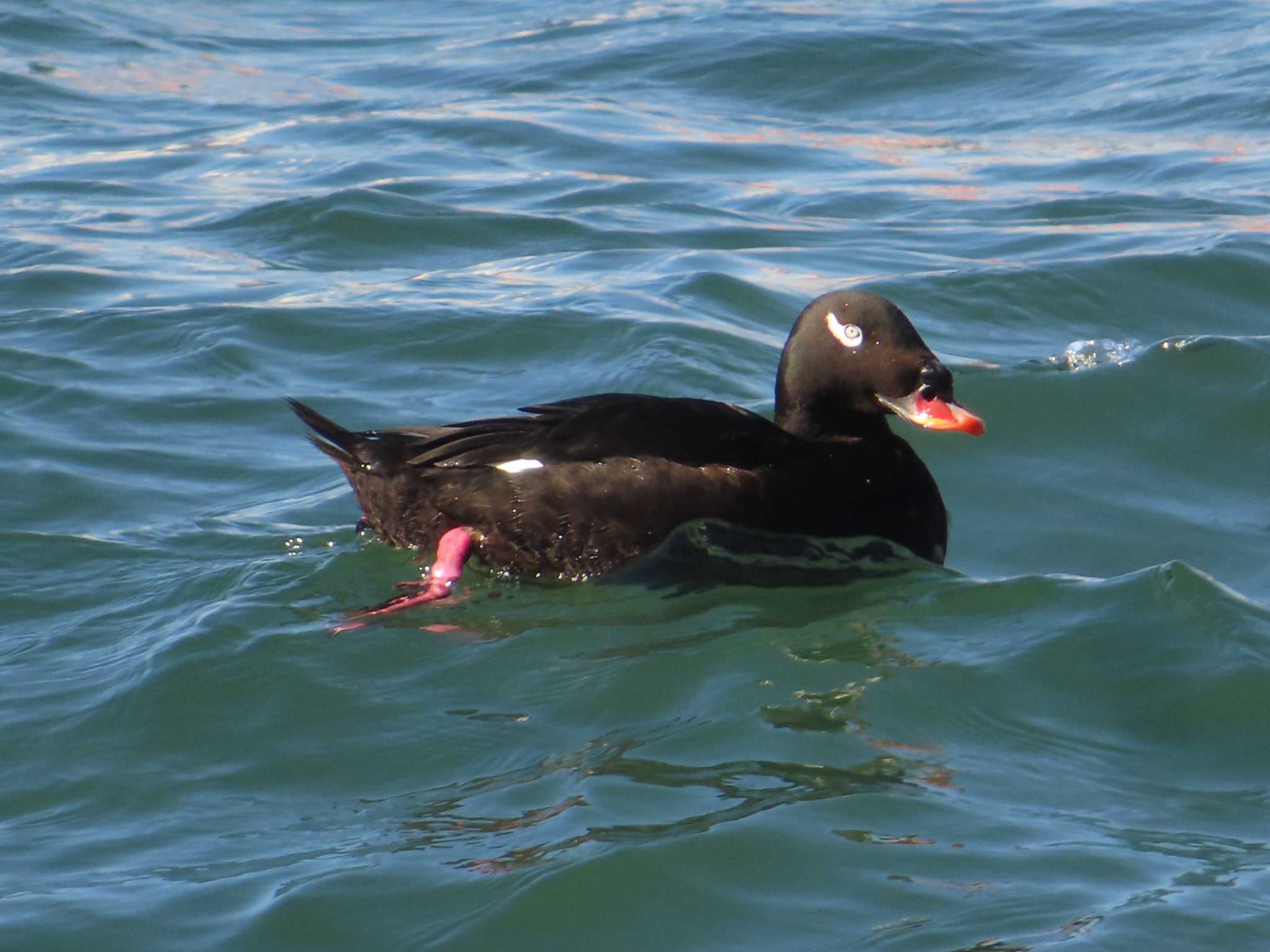 Photo of White-winged Scoter at 潮風公園(お台場) by ゆ