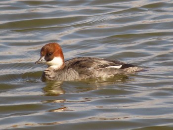 2023年2月11日(土) まつぶし緑の丘公園の野鳥観察記録