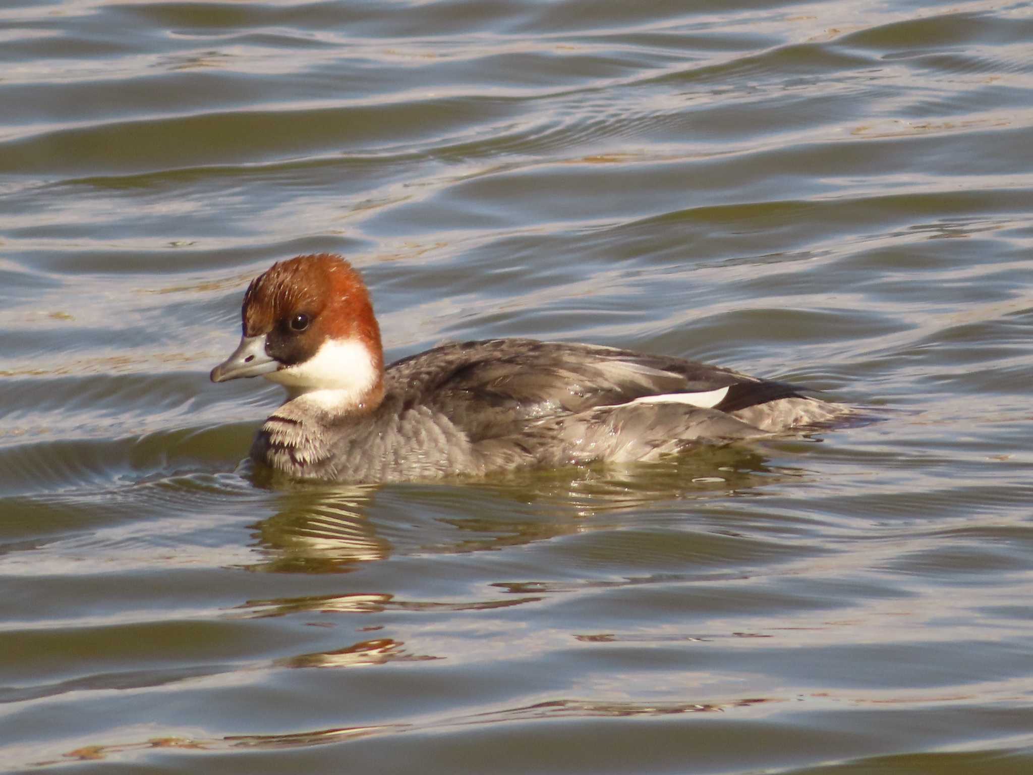 Smew