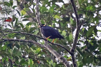 セイロンキュウカンチョウ