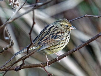 2023年2月11日(土) 横浜市立金沢自然公園の野鳥観察記録