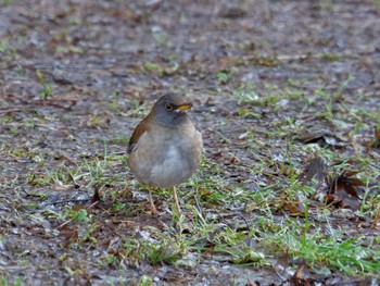 Sat, 2/11/2023 Birding report at 氷取沢市民の森