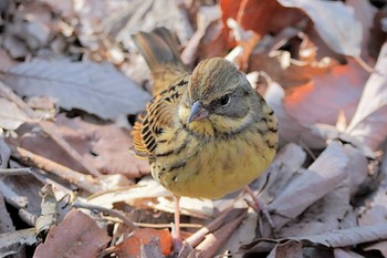 アオジ 北本自然観察公園 2023年2月4日(土)