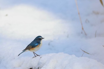 ルリビタキ 秋ヶ瀬公園 2023年2月11日(土)