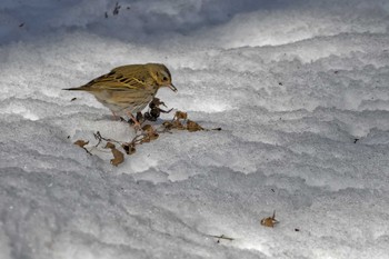 Olive-backed Pipit 武田の杜 Sat, 2/11/2023