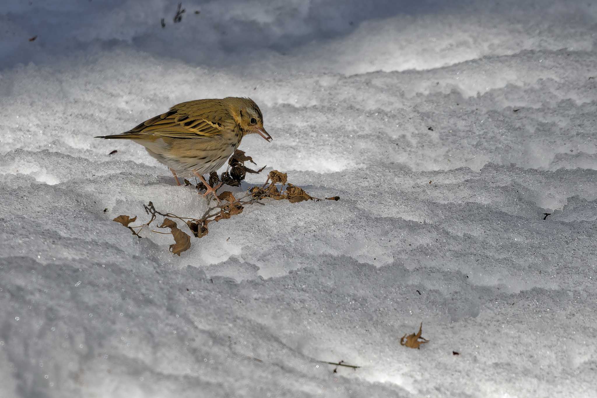 Photo of Olive-backed Pipit at 武田の杜 by しの