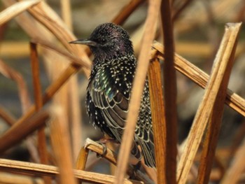 Sat, 2/11/2023 Birding report at 愛知県愛西市立田町