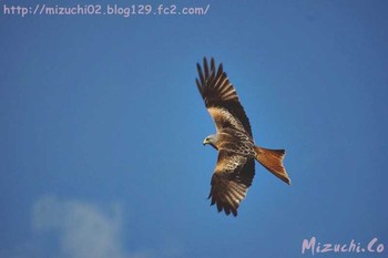 Red Kite スイス Thu, 4/5/2018