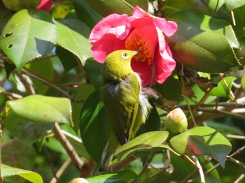 メジロ 公園 2023年2月11日(土)