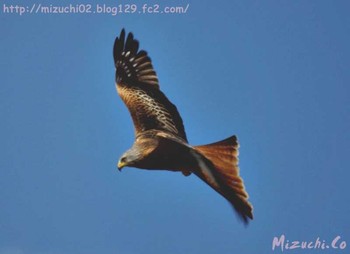 Red Kite スイス Thu, 4/5/2018