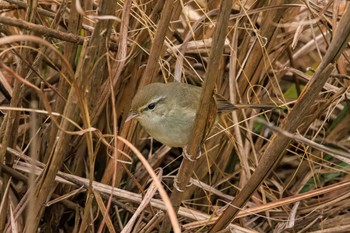 ウグイス 馬見丘陵公園 2023年1月18日(水)