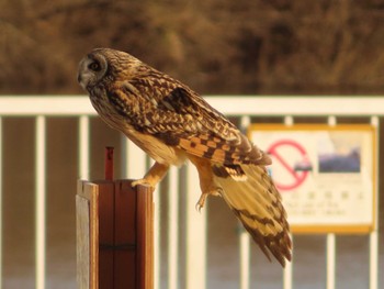 2023年2月11日(土) 江戸川の野鳥観察記録