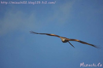 Red Kite スイス Thu, 4/5/2018