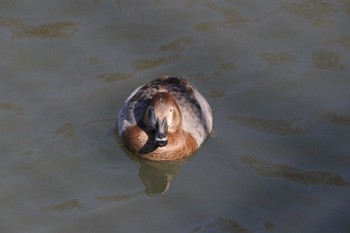 2023年2月11日(土) 杁ヶ池公園の野鳥観察記録