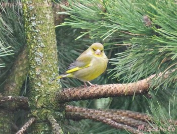 European Greenfinch スイス Thu, 4/5/2018