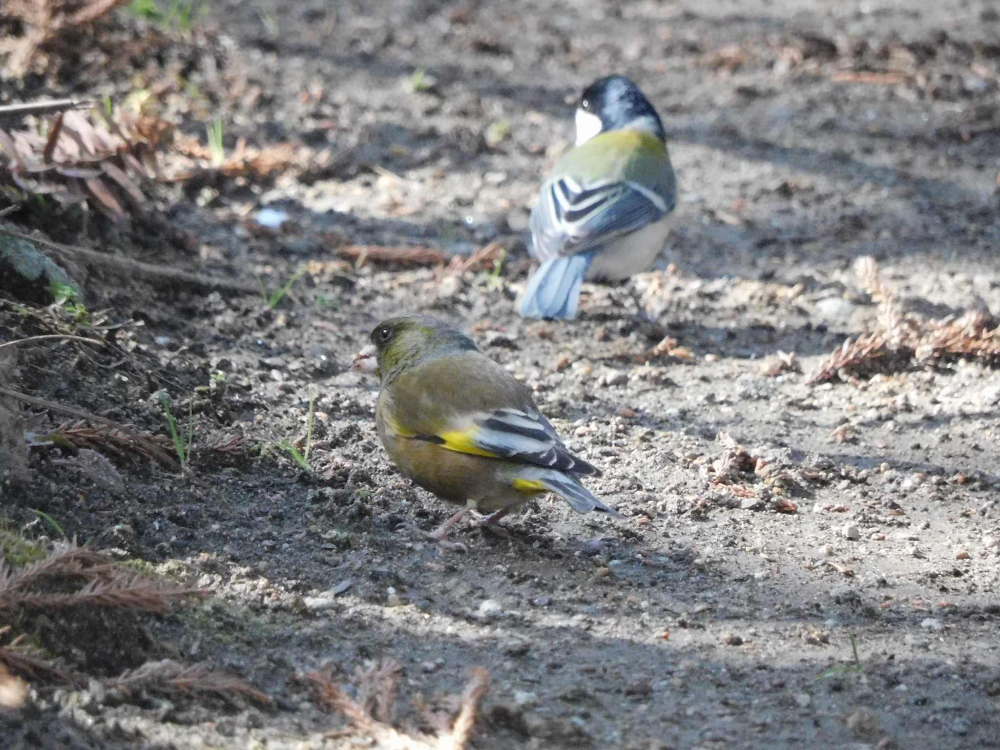 カワラヒワ