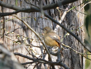 2023年2月11日(土) 鎌倉の野鳥観察記録