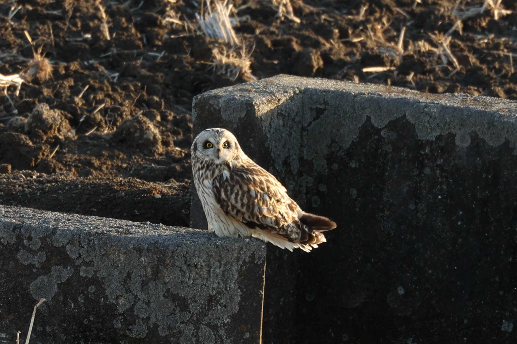 渡良瀬遊水地 コミミズクの写真 by トビトチヌ