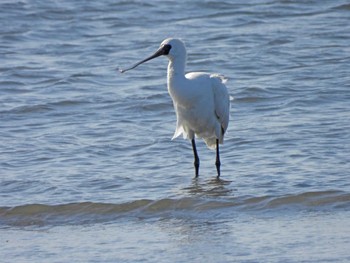 2023年2月11日(土) 葛西臨海公園の野鳥観察記録