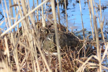 2023年2月11日(土) 水元公園の野鳥観察記録