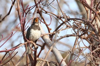 クロツグミ 北海道 函館市 東山 2018年4月20日(金)