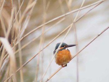 Common Kingfisher 市場池公園 Sat, 2/11/2023