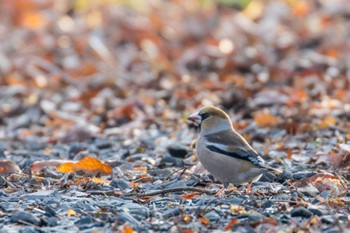 Hawfinch Miyagi Kenminnomori Wed, 2/8/2023