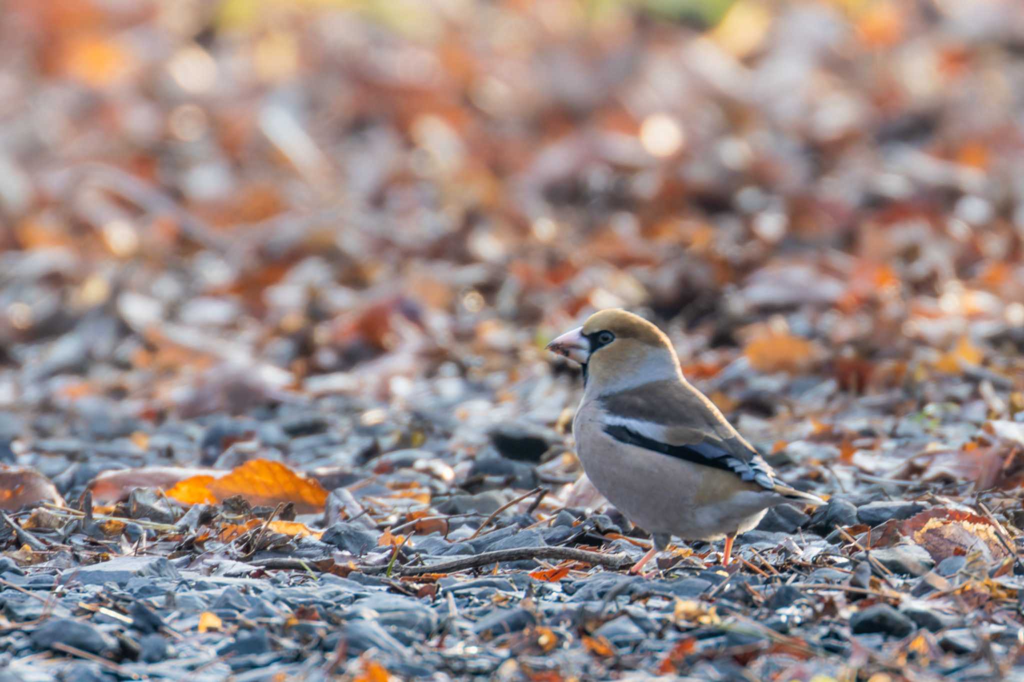 Photo of Hawfinch at Miyagi Kenminnomori by LeoLeoNya