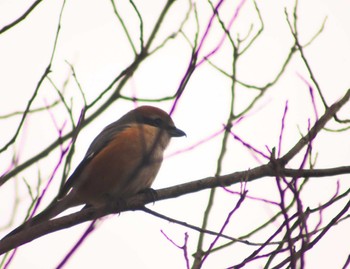 Bull-headed Shrike 市場池公園 Sat, 2/11/2023